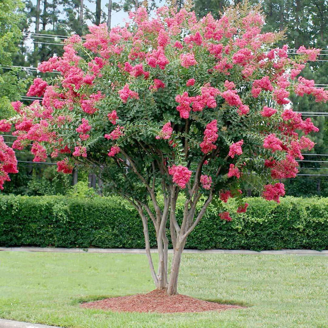 rhododendron rose flower seeds