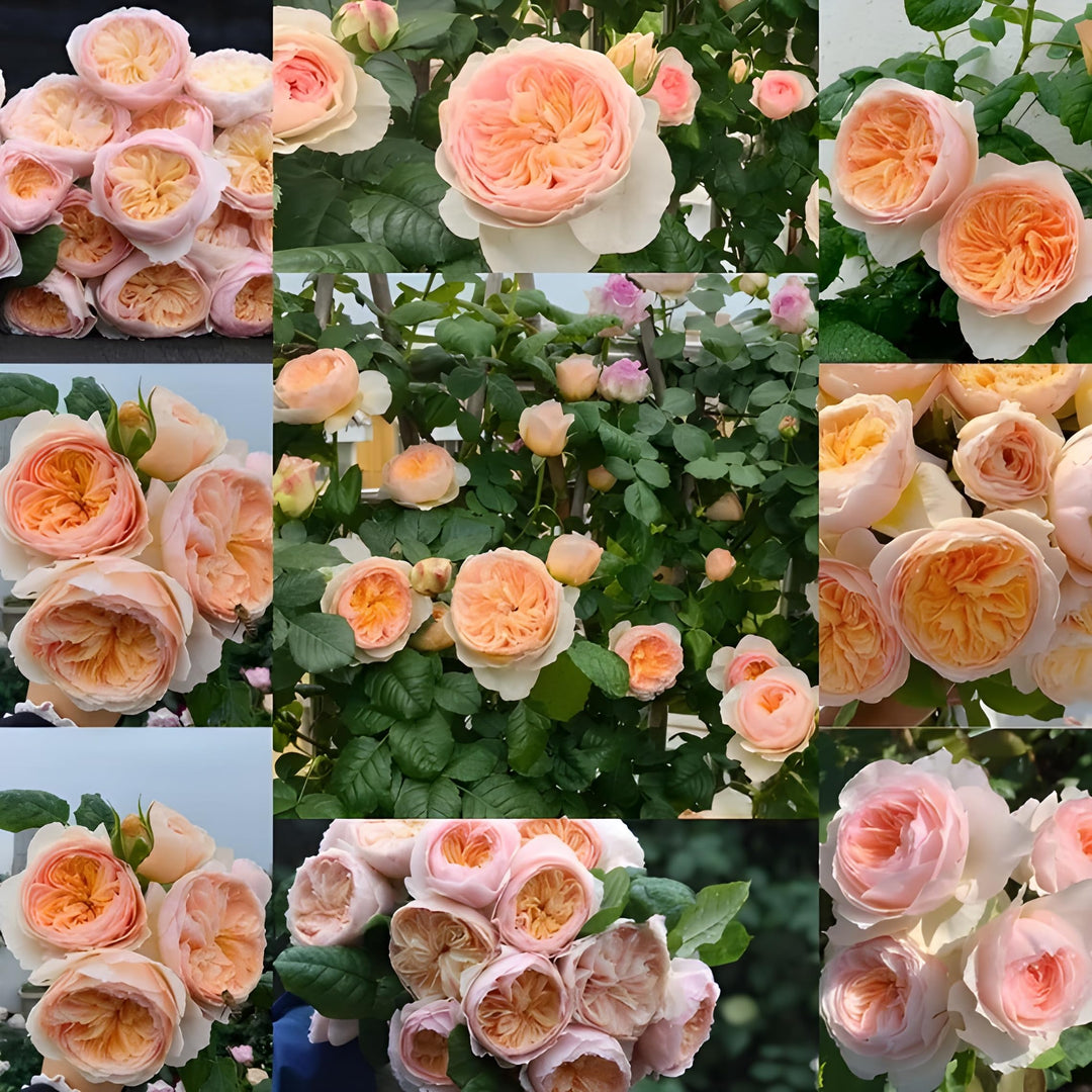 rose rosa flower seeds