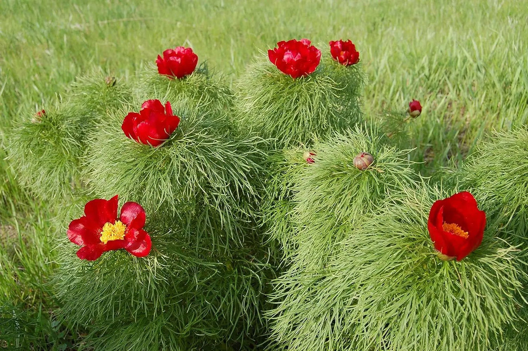 paeonia tenuifolia flower seeds