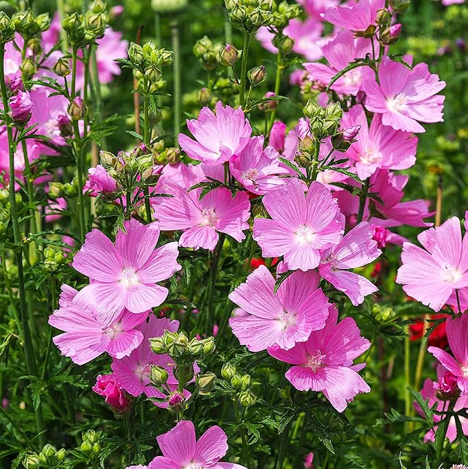 Organic Heirloom Pink Checkerbloom Flower Seeds for Planting – Non-GMO Colorful Garden Blooms