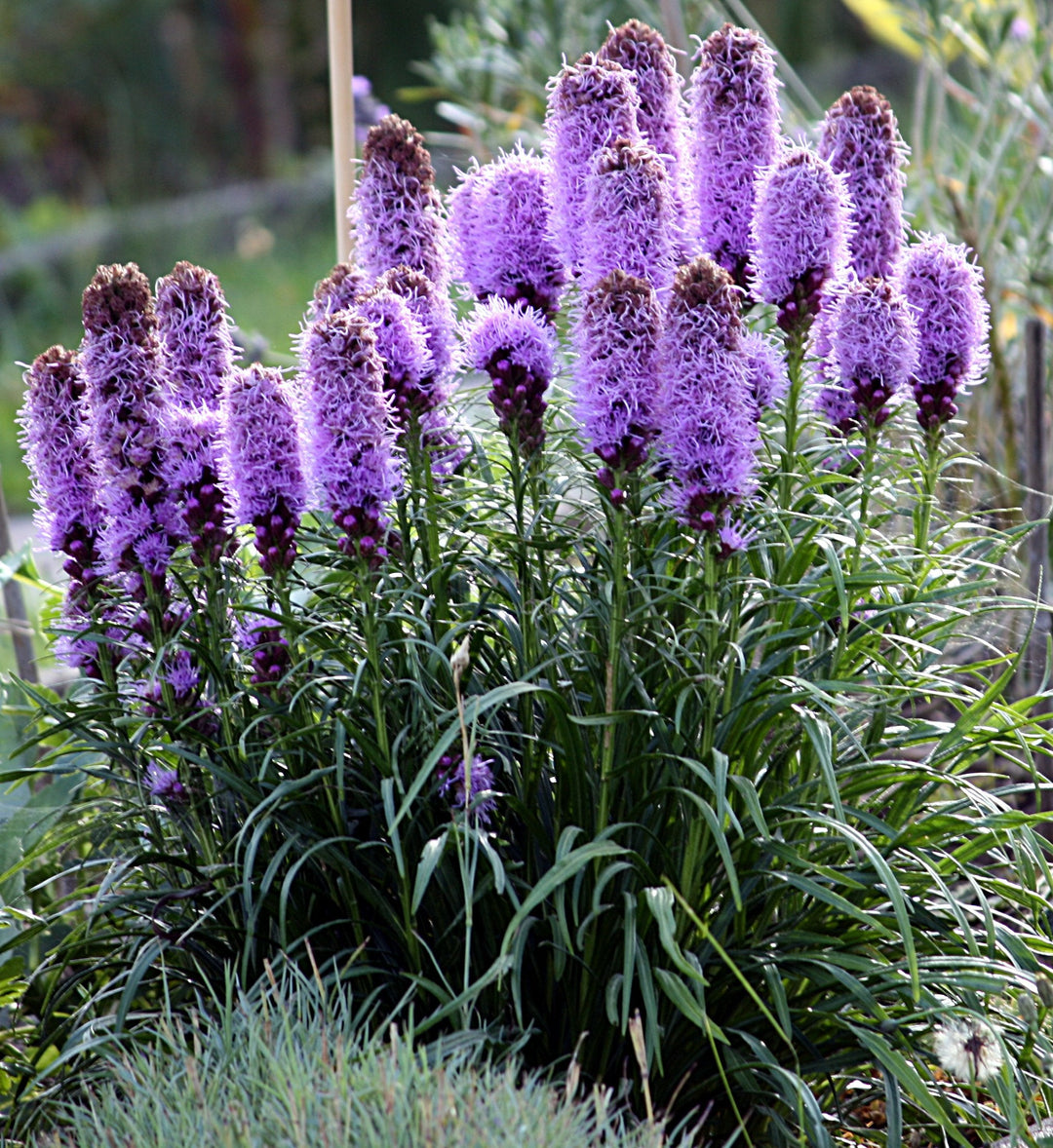 purple blazing flower seeds