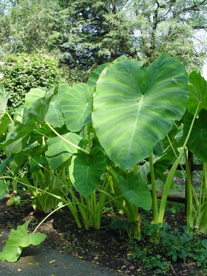 Heirloom Colocasia Elephant Ear Plant Seeds for Planting – Non-GMO, Organic Garden Seeds with High Germination