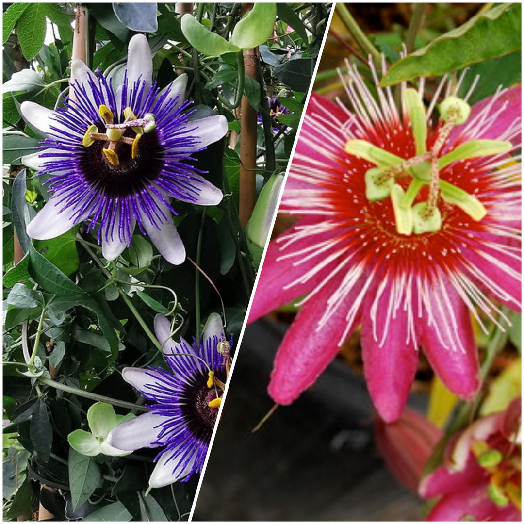 Passion Flower Seeds for Planting - Mixed Colors 100 pcs