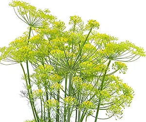 Dill Flower Bouquet Flower Seeds Home Garden Planting, Ornamental Organic Blooming Collection