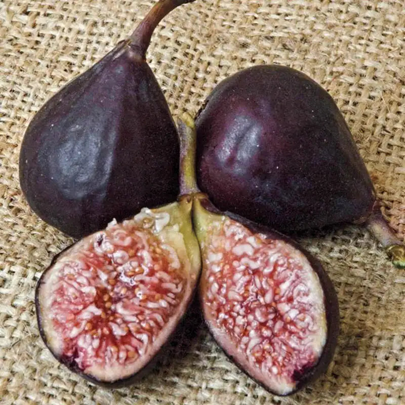 Violette de Bordeaux Fig Fruit Seeds for Planting  - Ideal for Fruiting in Warm Climates, Heirloom Seeds