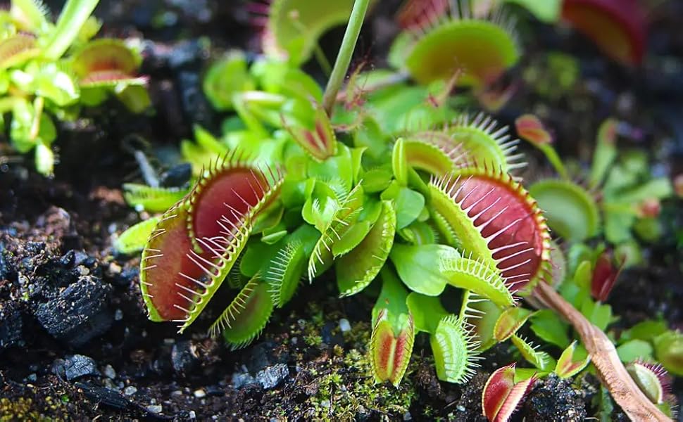 Venus Fly Trap Red Flower Seeds – Heirloom, Non-GMO Seeds for Planting Carnivorous Plants