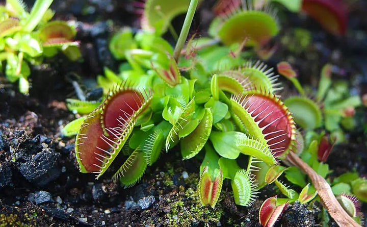Venus Fly Trap Red Flower Seeds – Heirloom, Non-GMO Seeds for Planting Carnivorous Plants