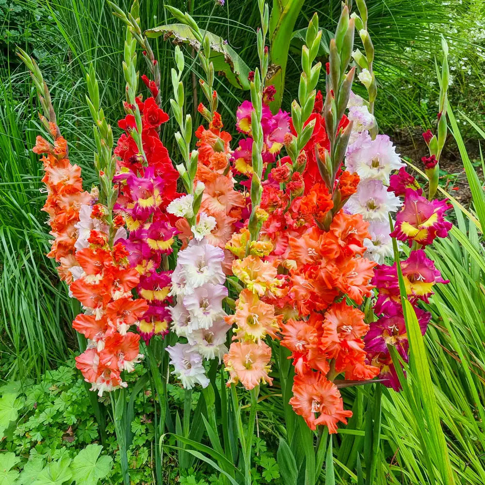 gladiolus flower flower seeds
