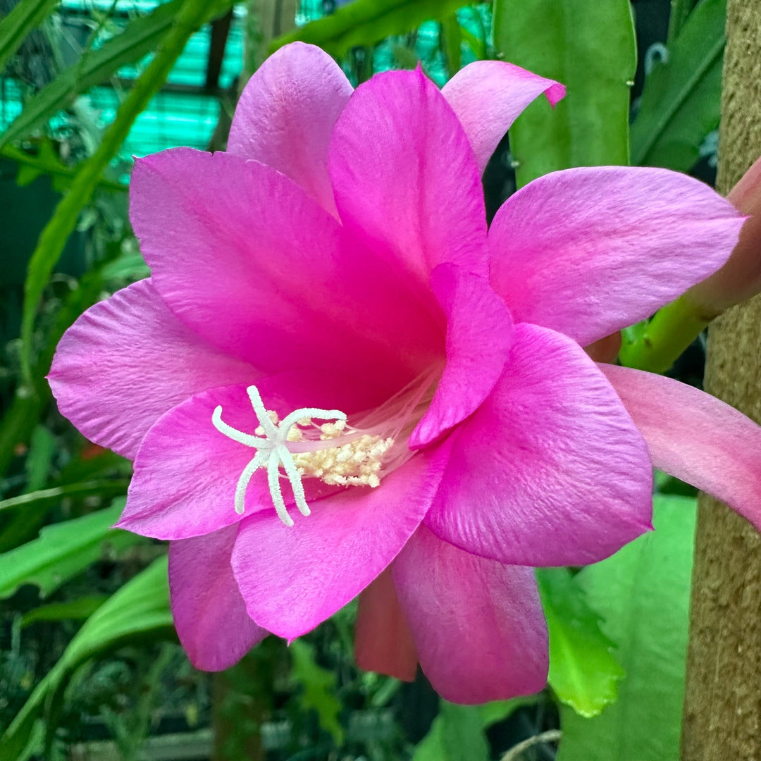 rare heirloom flower seeds Chiapasia Nelsonii Flower Seeds – Heirloom Non-GMO Rare Cactus Blooms for Unique Garden Planting