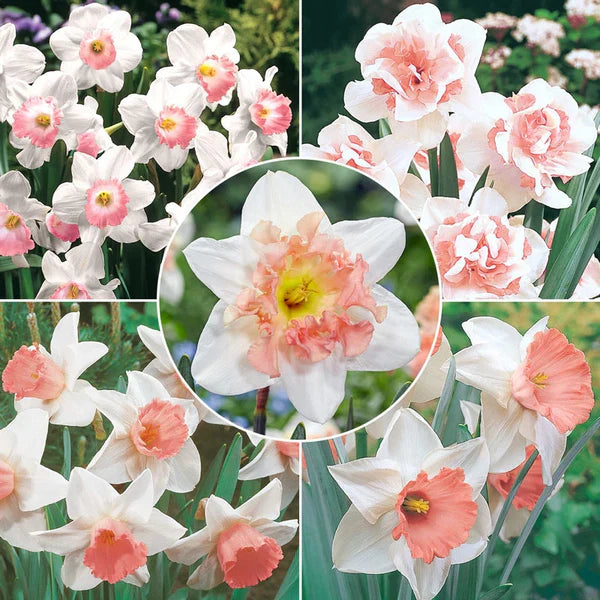 pink narcissus flower seeds