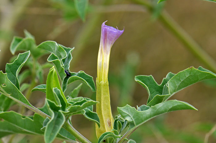 Bland Quercifolia blomsterfrø til plantning - 100 stk