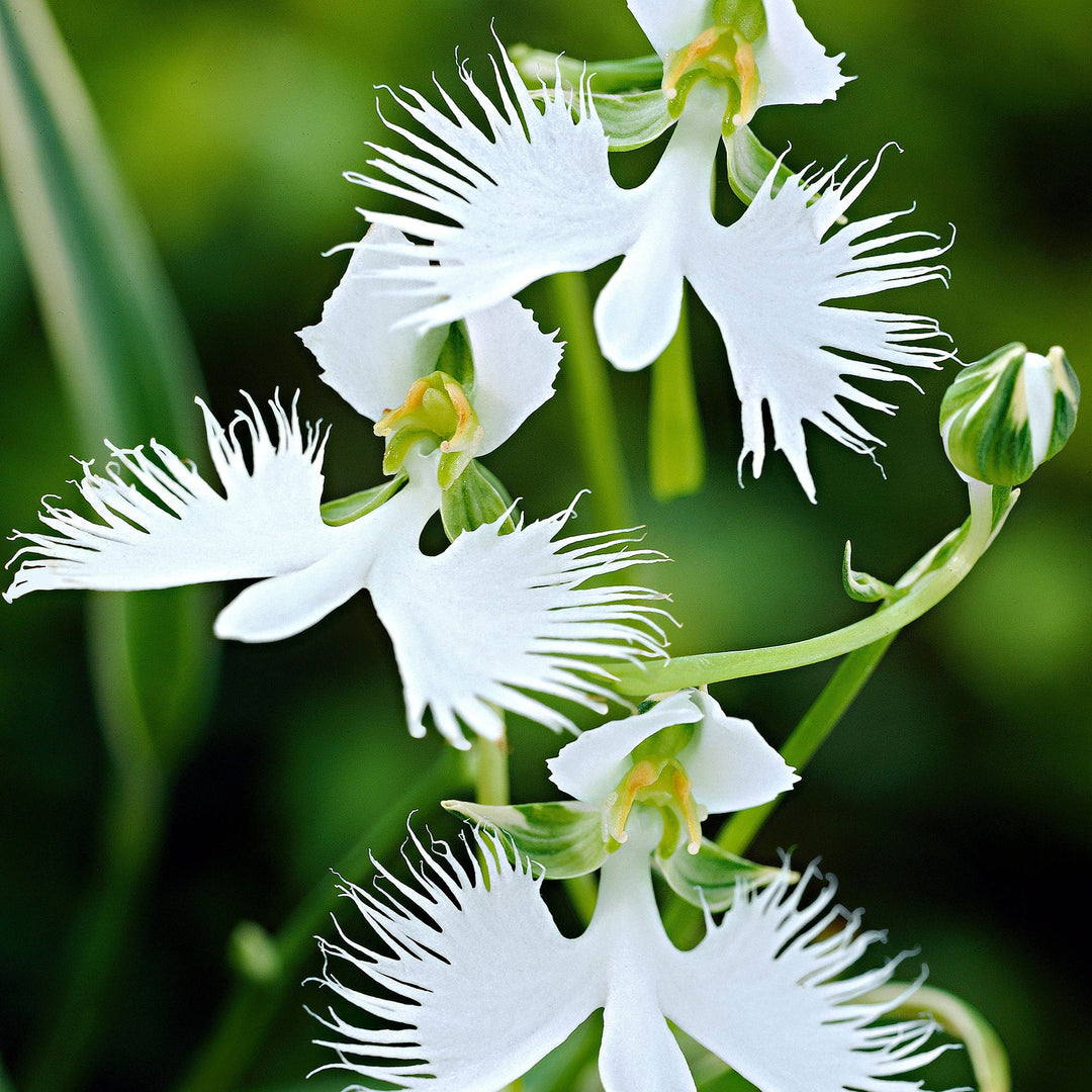 Hvid Orkidé Haveterrasse Blomsterfrø til udplantning - 100 stk