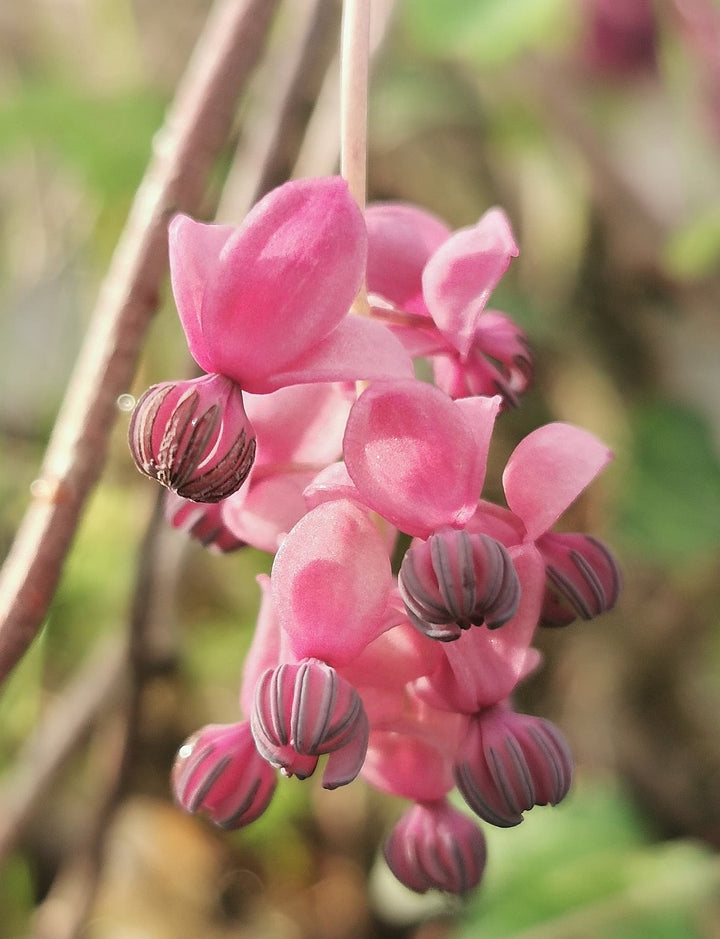 Organic Heirloom Non-GMO Red Akebia Seeds for Planting – Climbing Vine Flowers