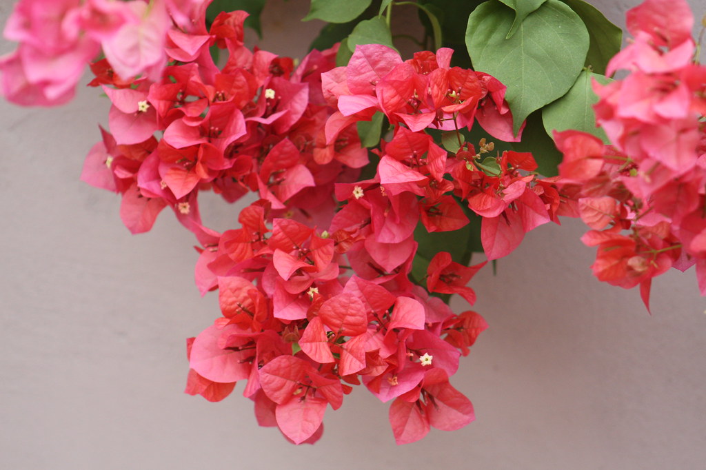 Mrs. Butt Bougainvillea Flower Seeds – Heirloom Non-GMO High Germination Seeds for Planting Vibrant Garden Blooms