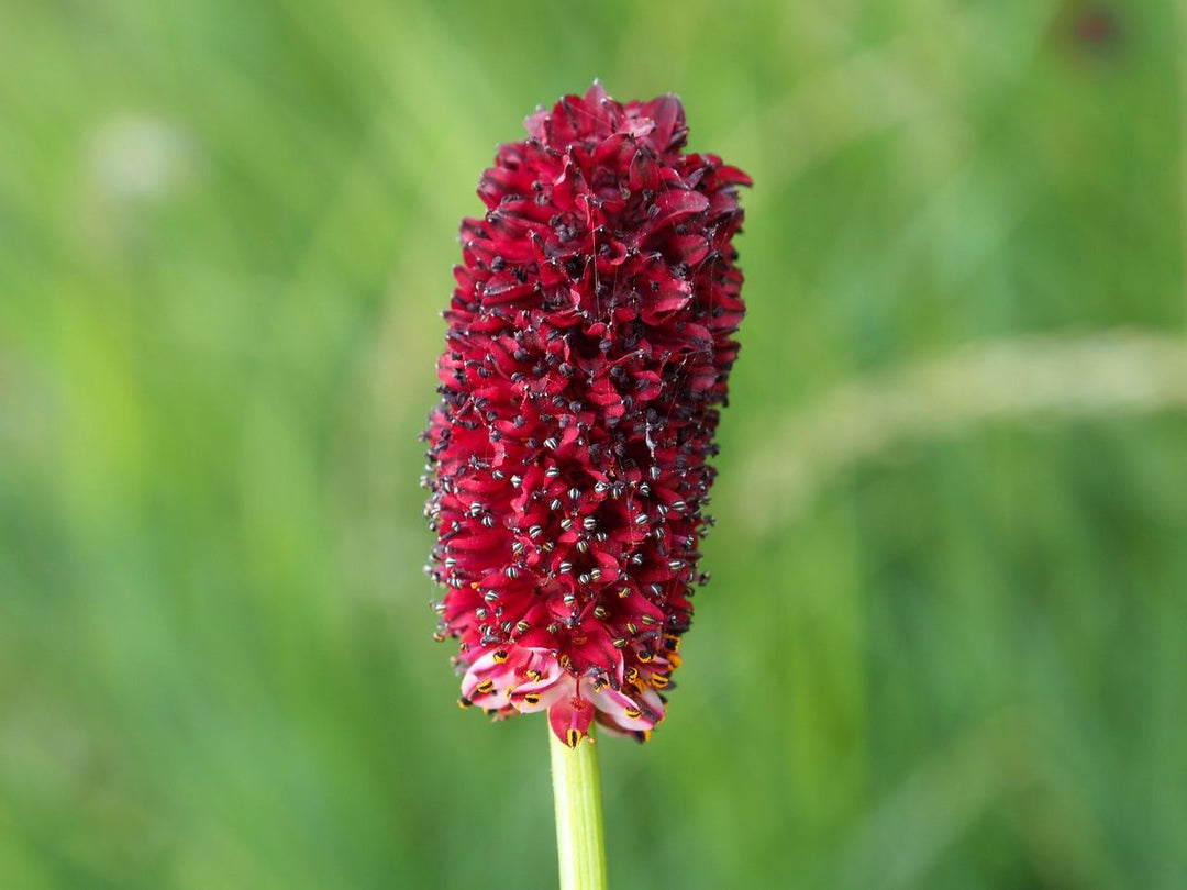Sanguisorba Officinalis Flower Seeds – Heirloom, Non-GMO, High Germination Unique Organic Garden Seeds for Planting