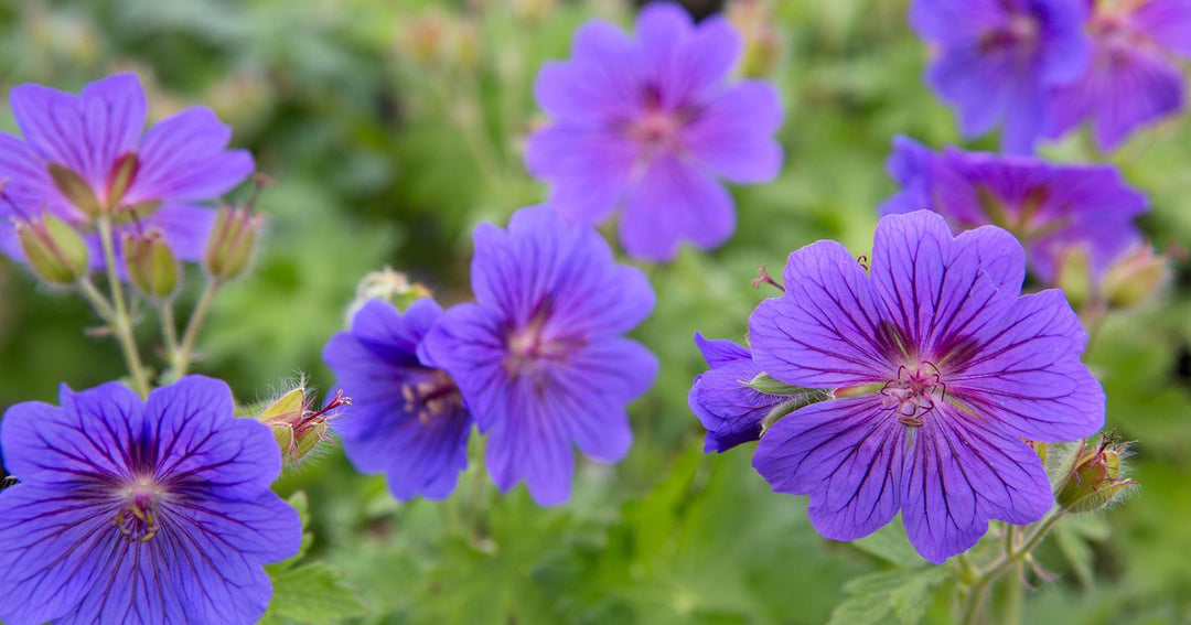 Geranium Purple Flower Seeds for Planting - 100 pcs