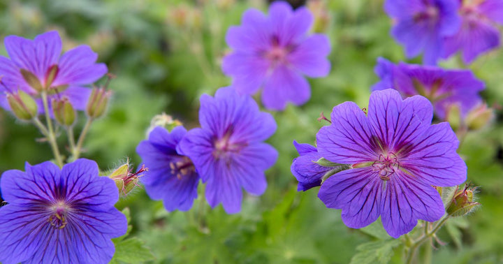 Geranium lilla blomsterfrø til plantning - 100 stk