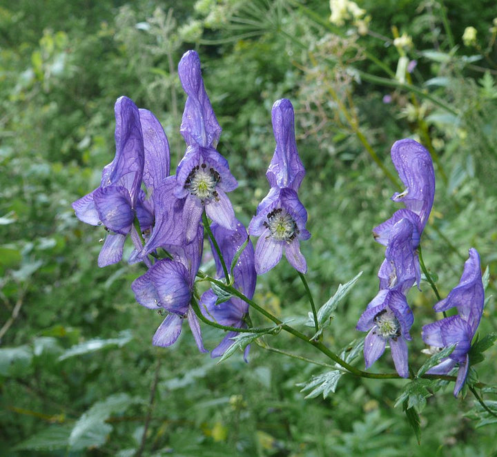 Organic Heirloom Aconitum Flower Seeds for Planting – Unique Variety Non-GMO Shade Blooms, High Germination