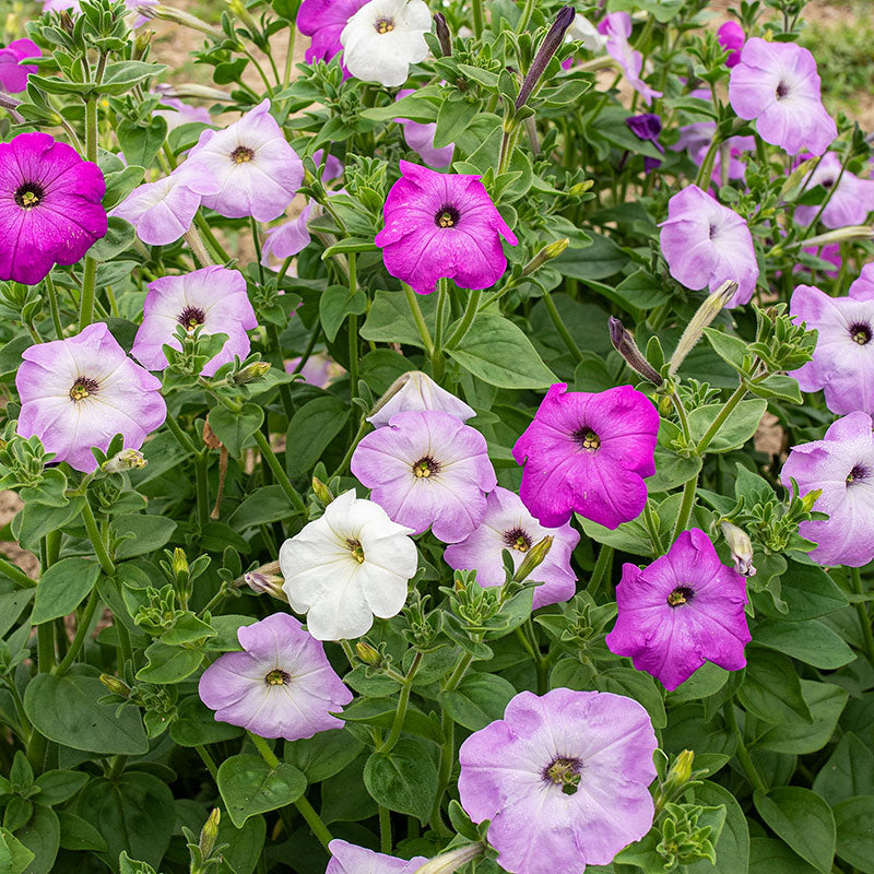 petunia petunia flower seeds