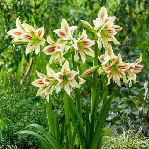 heirloom non flower seeds