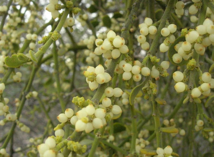 Oak Mistletoe Fruit Seeds - Ideal for Growers Looking for Unusual Plants  100 pcs