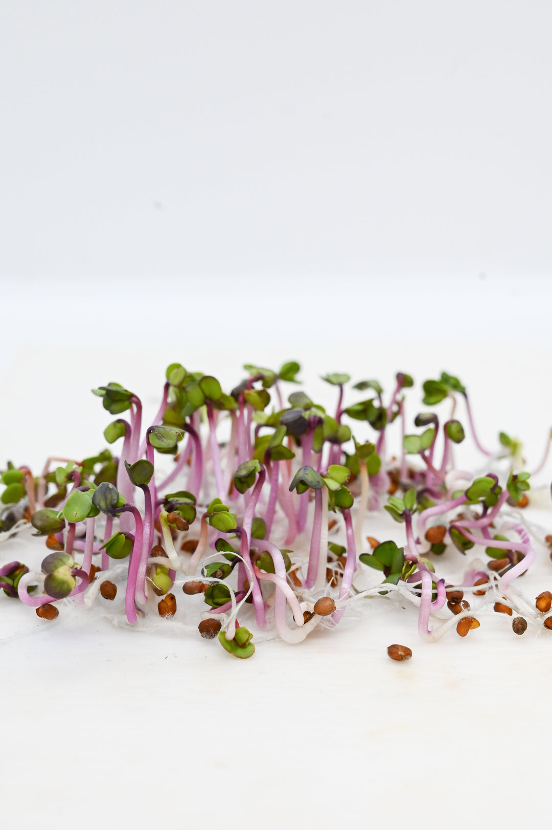 china rose flower seeds