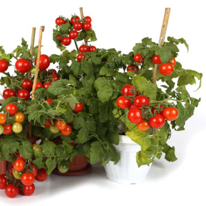 Tiny Tim Tomato Seeds for Planting | Heirloom, Non-GMO, High Germination Organic Garden Seeds