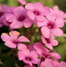 Pink Carpet Oxalis Flower Seeds for Planting – Heirloom, Non-GMO Ground Cover Blooms