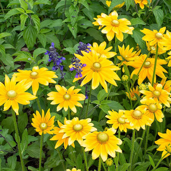 Heirloom Rudbeckia hirta ‘Prairie Sun’ Black Eyed Susan Flower Seeds for Planting - Non-GMO Seeds