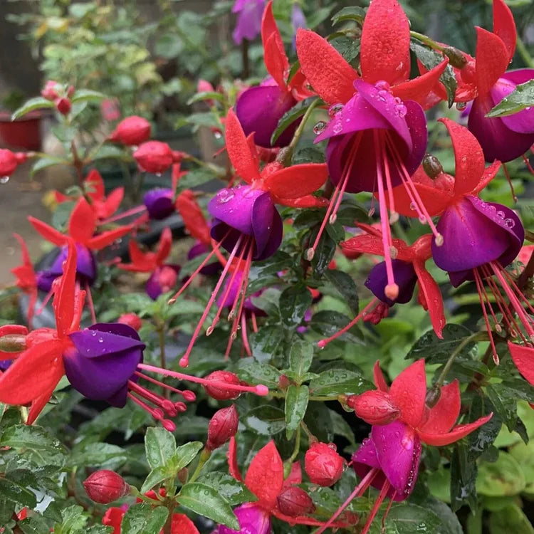 Pink Violet Fuchsia Hybrida Flower Seeds for Planting - Non GMO