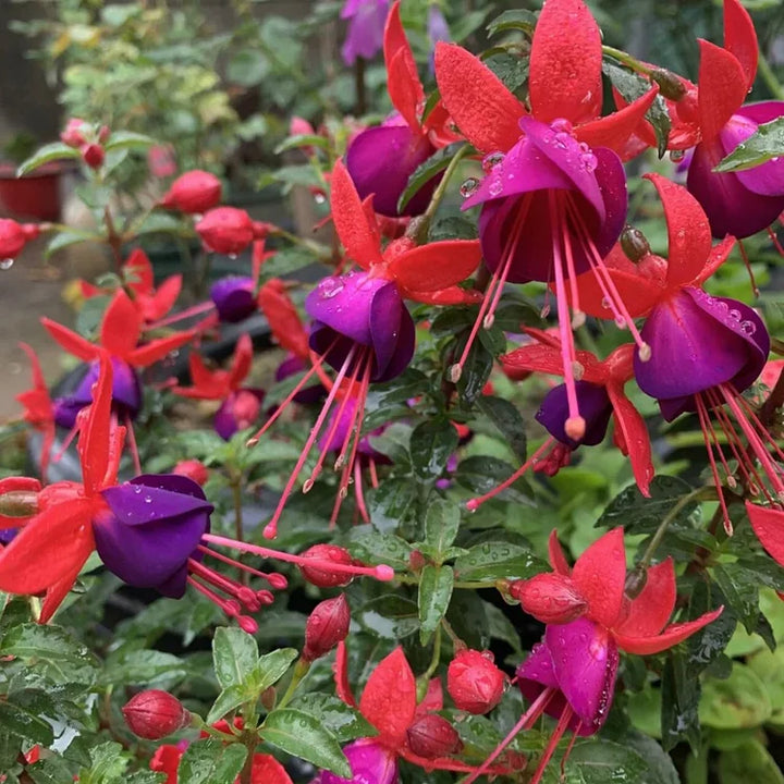 Pink Violet Fuchsia Hybrida Flower Seeds for Planting - Non GMO
