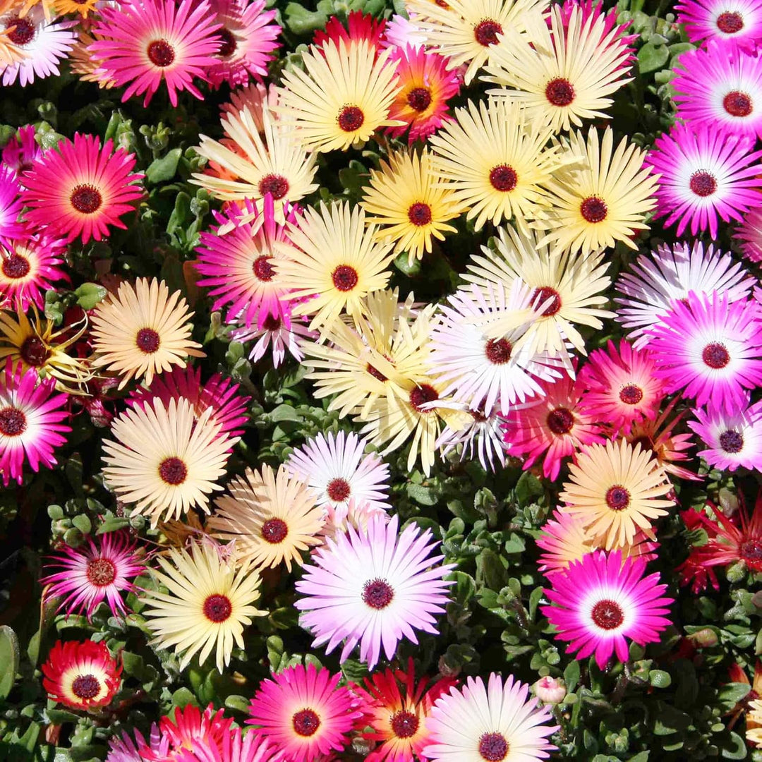 livingstone daisy flower seeds