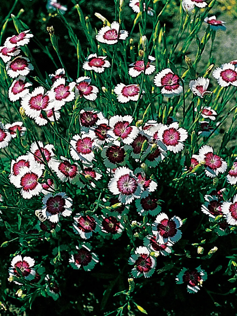 white heather flower seeds