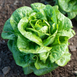 Heirloom Non-GMO Winter Imperial Lettuce Vegetable Seeds for Cold Season Planting