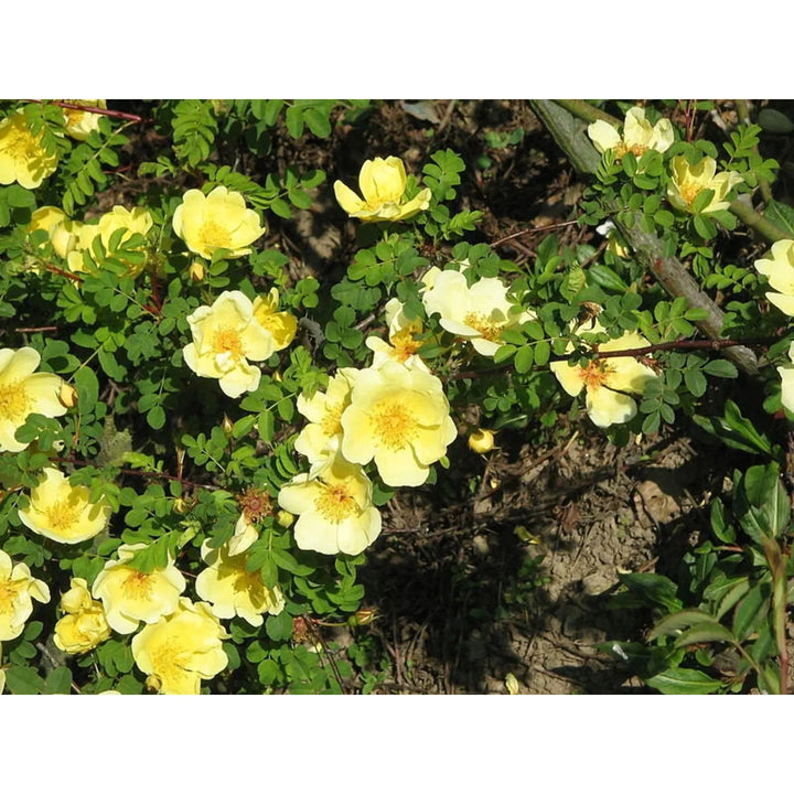 Heirloom Non-GMO Rosa Xanthina Flower Seeds for Planting – Fragrant Yellow Wild Rose Blooms