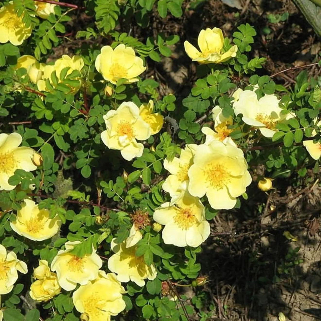 yellow heirloom flower seeds