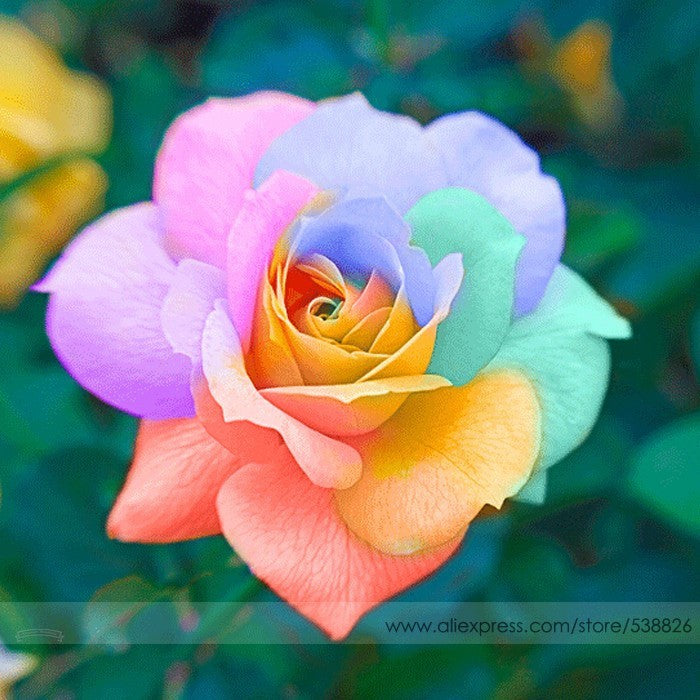Multi-Color Rose Heirloom Non-GMO Seeds for Planting – High Germination Organic Garden Seeds for Vibrant Blooms