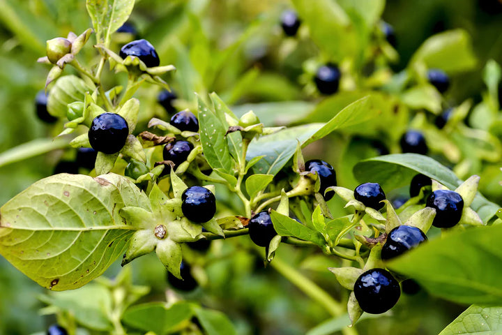 Sort Belladonna Plantefrø til udplantning, 100 stk