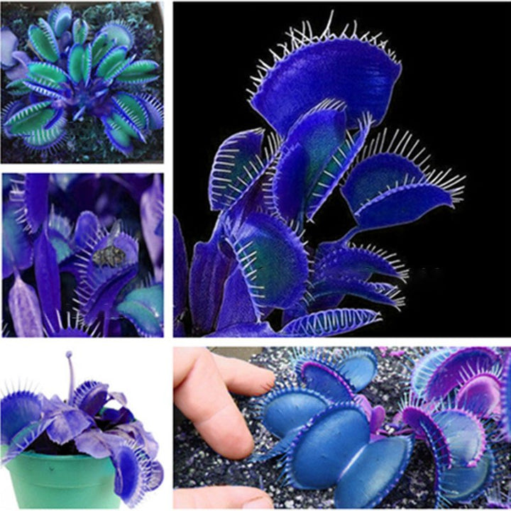 Blue Green Venus Fly Trap Seeds – Heirloom, Non-GMO Carnivorous Plant Seeds for Planting