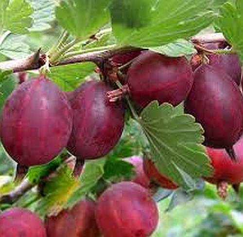 Gooseberry Whinhams Industry Fruit Seeds - Tart Berries for Home Gardens and Cooking, Heirloom Seeds