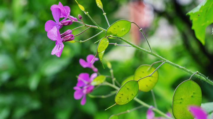 Heirloom Non-GMO Lunaria Money Plant Seeds for Planting – Violet Blooms with Decorative Seed Pods Organic Garden Seeds