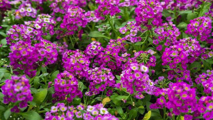 Heirloom Non-GMO Alyssum Ground Cover Flower Seeds for Planting – Fragrant Blooms for Borders & Landscapes
