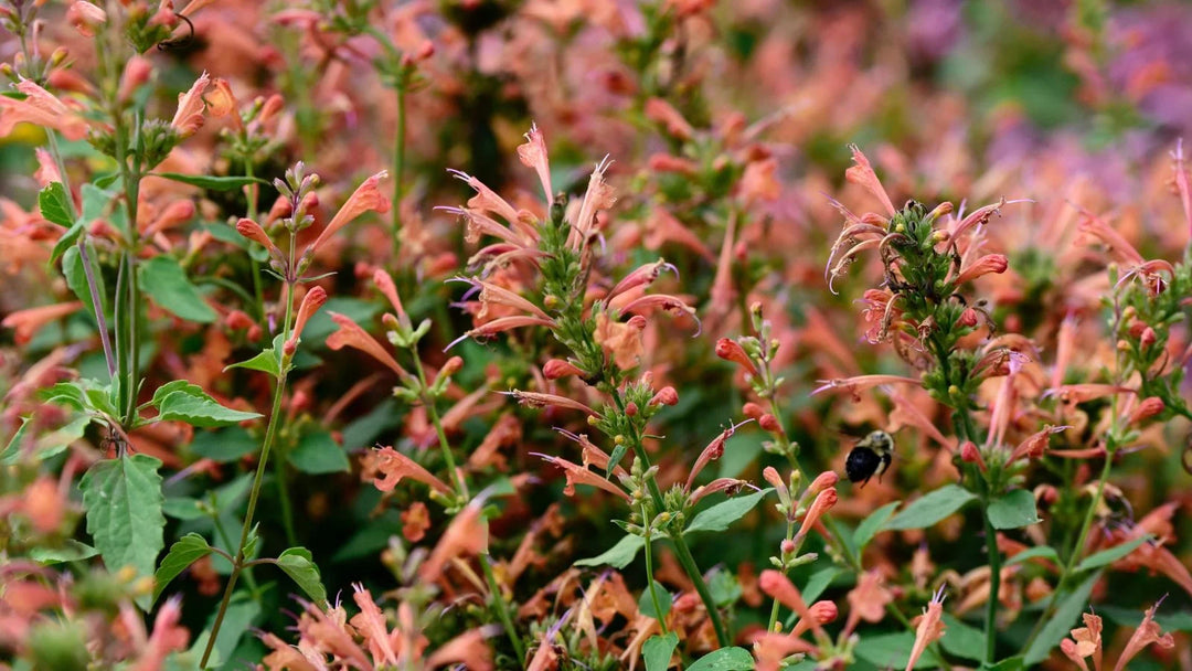 Agastache Arizona Sunset blomsterfrø til plantning, arvestykke frø -100 stk.