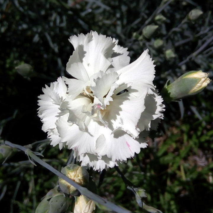 Friske nellikeblomsterfrø til udplantning, Hvide 100 stk