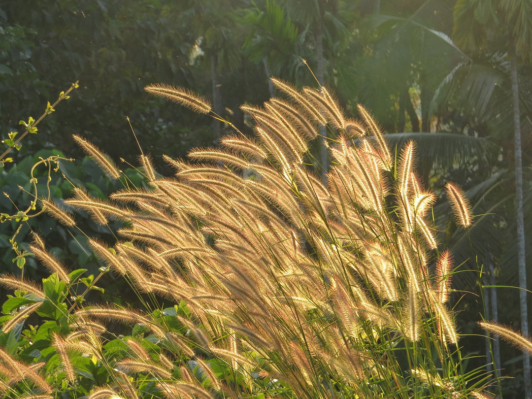 pennisetum kikuyu flower seeds