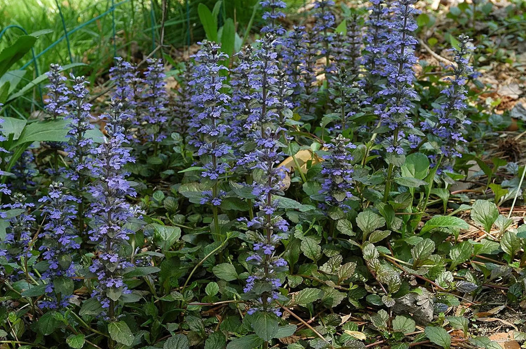 ajuga reptans flower seeds
