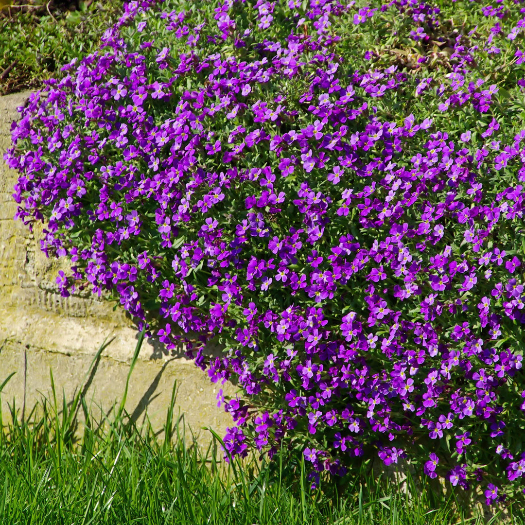 Aubrieta blomsterfrø til plantning, bunddækkende skønhed, 100 stk