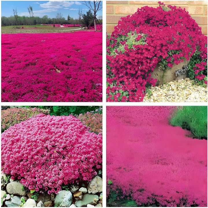 Red Creeping Flower Seeds for Planting, Fresh, 100 pcs