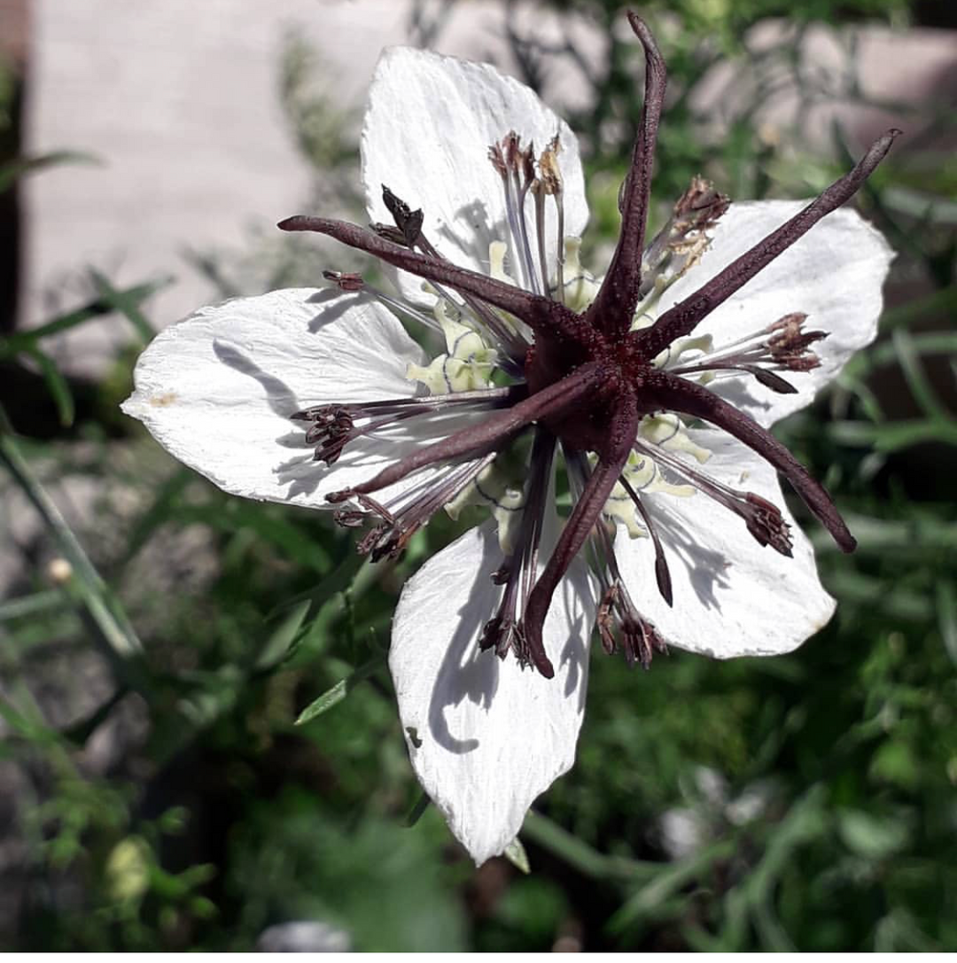 White Nigella African Flower Seeds for Planting - 100 pcs