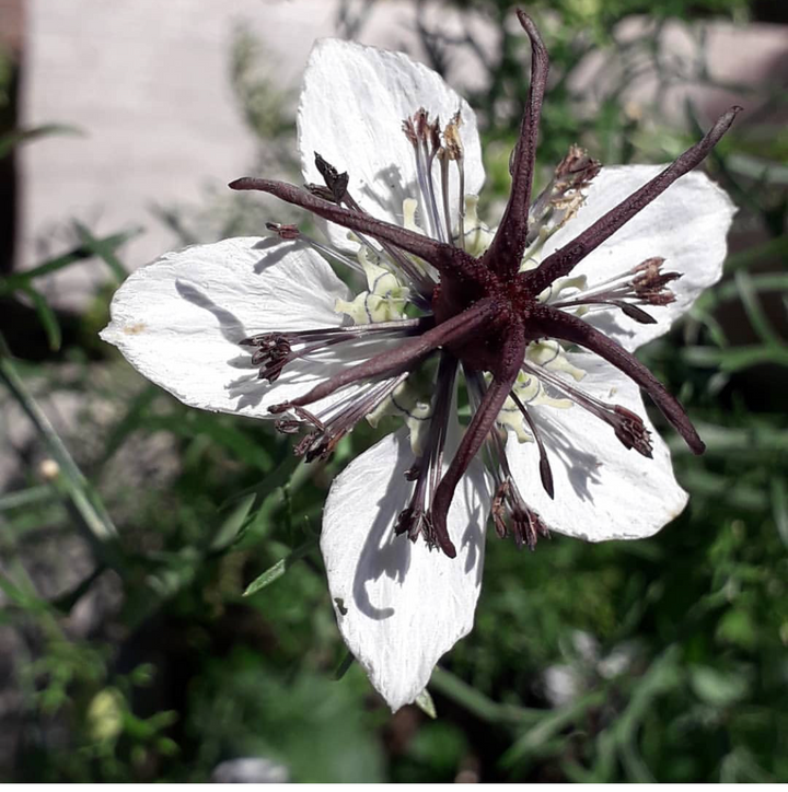 Hvide Nigella afrikanske blomsterfrø til udplantning - 100 stk